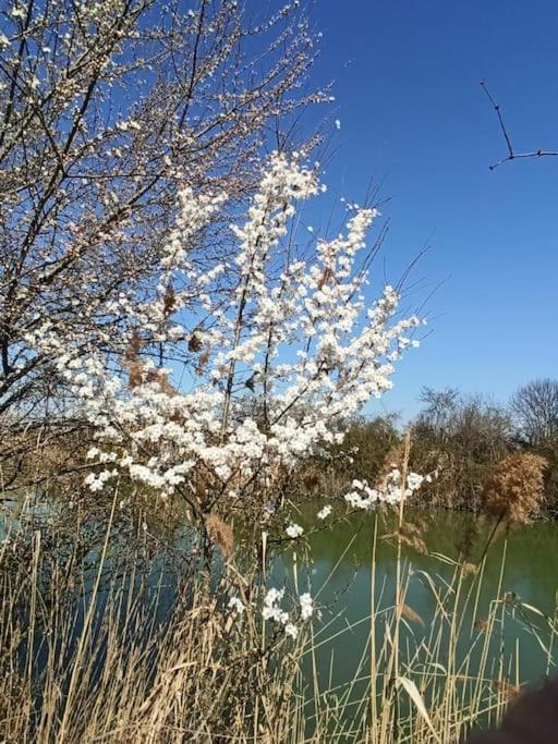 فيلا Locazione Mimosa Con Giardino Ostellato المظهر الخارجي الصورة